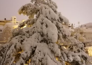 κρύο φυτά