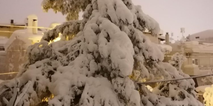 κρύο φυτά